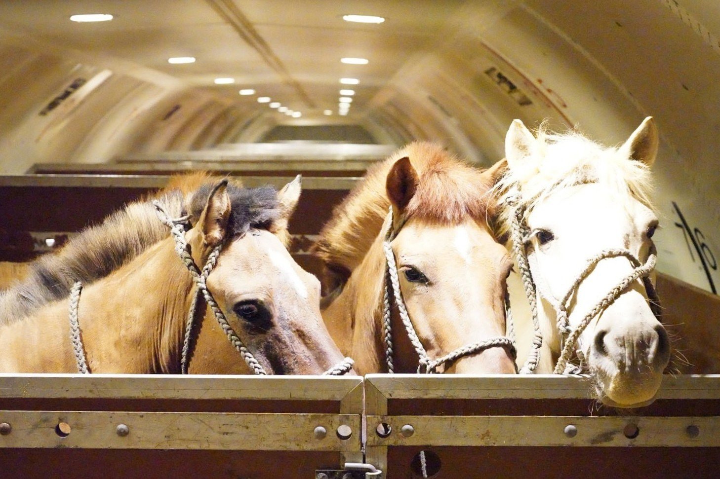 Chapman Freeborn Group Facilitates Transport of 121 Mongolian Horses